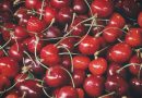 Årets bedste kirsebær – direkte fra producenten